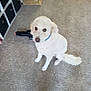 animal, basket, blurry, canine, carpet, collar, curious, dog, domestic, floor, fur, home, indoor, looking_up, pet, room, sitting, storage_cubes, tail, white_dog