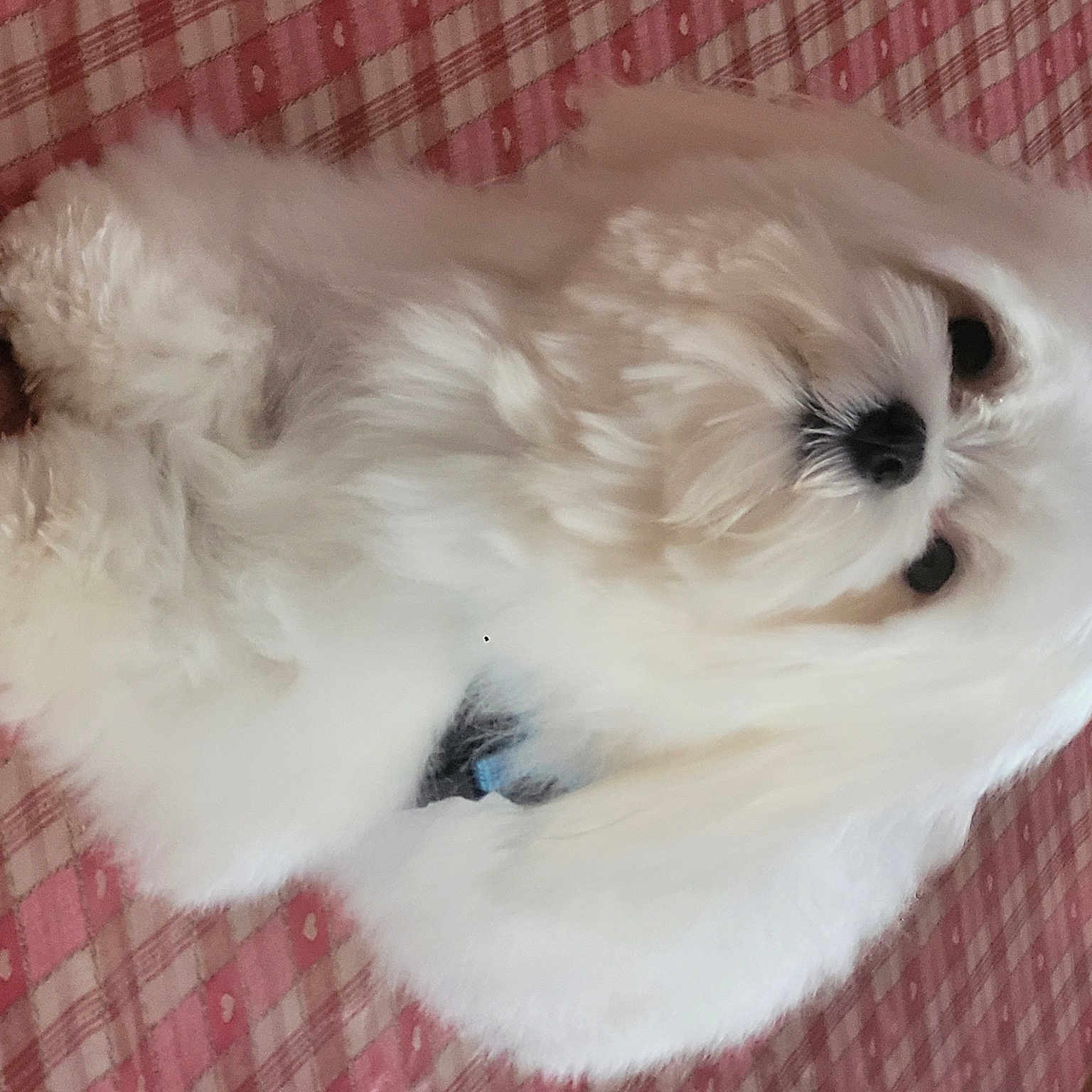 Raffy