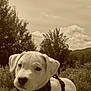 puppy, dog, outdoor, nature, trees, sky, clouds, rock, harness, animal, young, sepia_tone, portrait, calm, cute, resting, grass, sunlight, field, pet