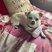 Toby Joseph is registered to the contest to win money with this photo: animal, bed, blanket, cozy, curtain, cute, dog, furniture, home, indoor, natural_light, pattern, pet, pillow, plush_toy, resting, small_dog, toy, white_dog, window