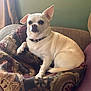 animal, blanket, brown, chihuahua, collar, comfort, couch, dog, domestic_animal, ears, fur, furniture, green_wall, home, indoor, pet, relaxing, resting, small_dog, white_dog