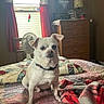 bed, bedroom, blanket, collar, cozy, curtains, dog, dresser, fan, furniture, home, indoor, lamp, natural_light, pet, quilt, red_curtains, small_dog, window, wooden_furniture