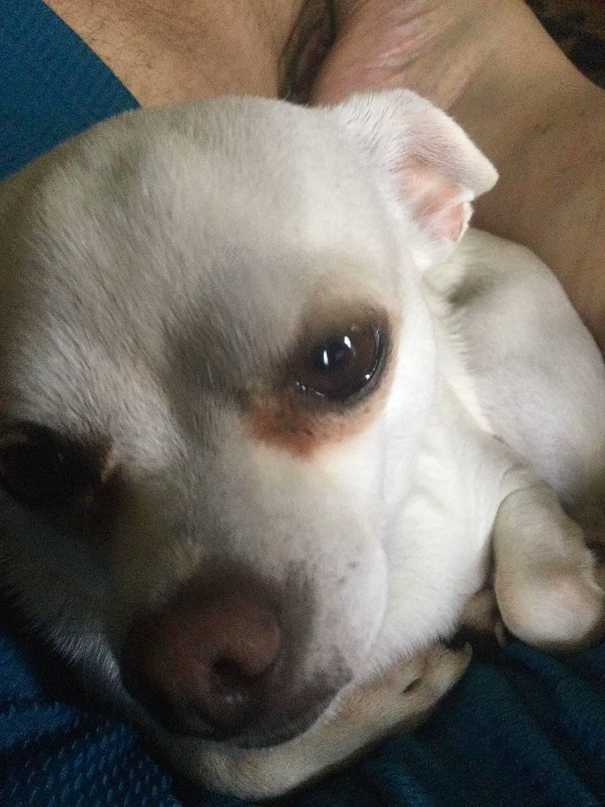 Toby
