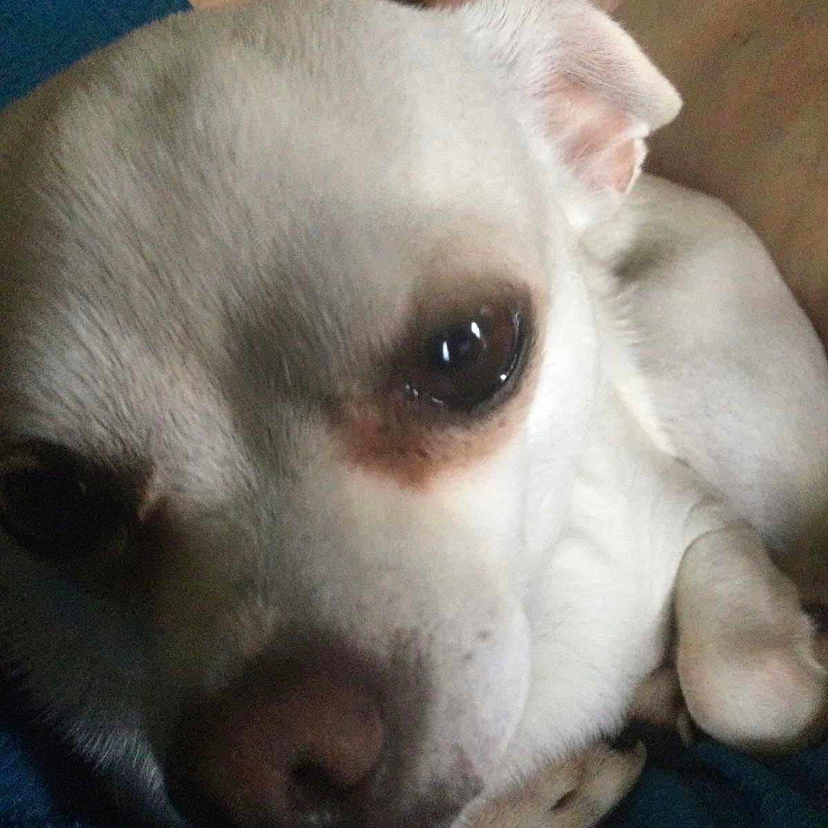 Toby
