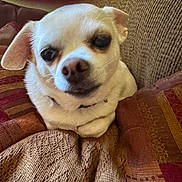 Toby joined the competition — help win amazing prizes! animal, close_up, comfort, companion, couch, cozy, cute, dog, fur, home, indoor, pet, pillows, relaxed, resting, sleepy, small_dog, snuggled, texture, white_dog