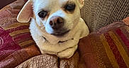 Toby joined the competition — help win amazing prizes! animal, close_up, comfort, companion, couch, cozy, cute, dog, fur, home, indoor, pet, pillows, relaxed, resting, sleepy, small_dog, snuggled, texture, white_dog