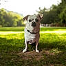 animal, blurred_background, canine, collar, curious, cute, daylight, dog, ears, grass, mammal, nature, outdoor, park, pet, portrait, sitting, small_dog, sunlight, white_dog