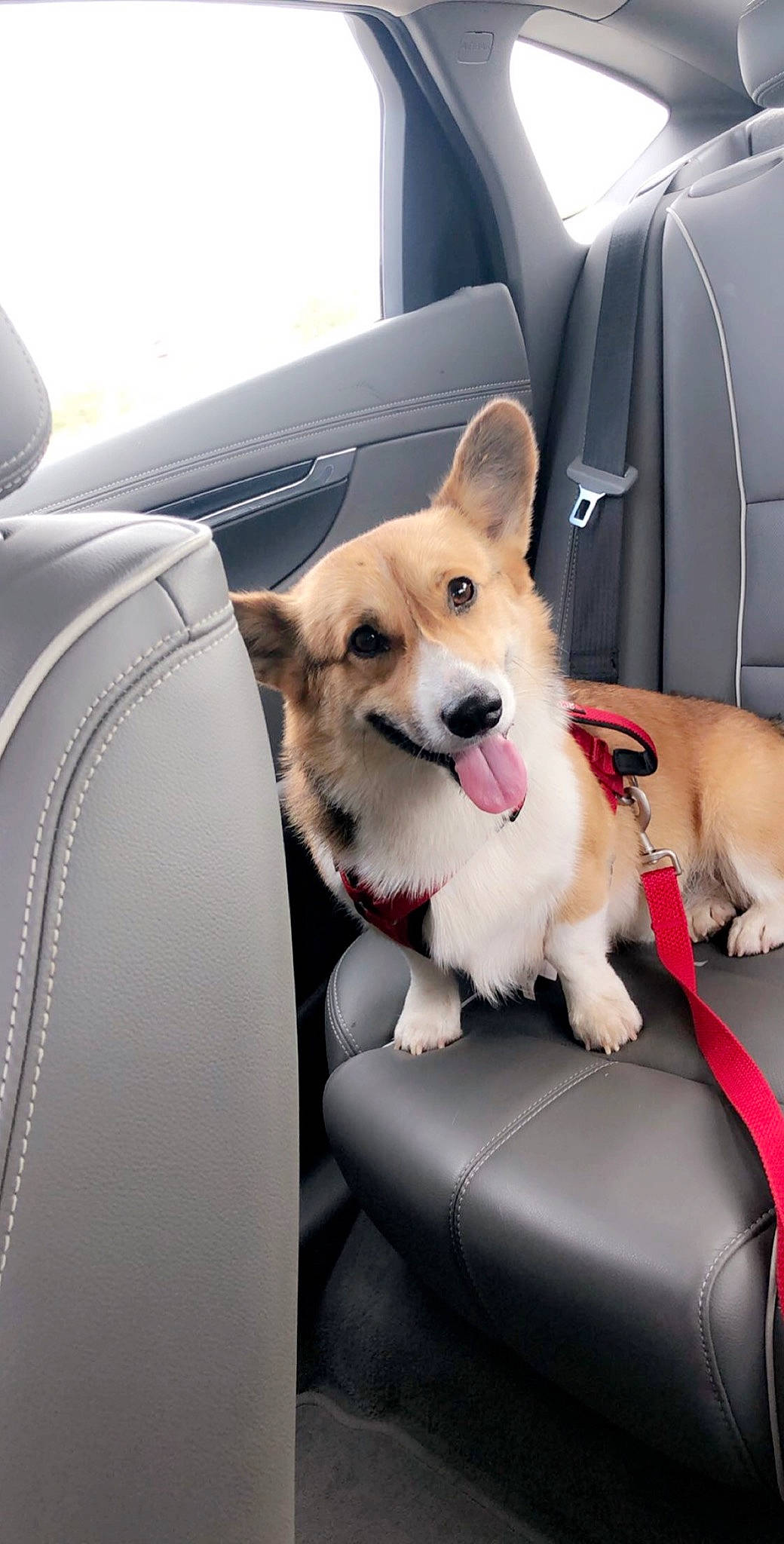 Turbo is registered to the contest to win money with this photo: canidae, car, car_seat, cardigan_welsh_corgi, carnivore, companion_dog, dog, dog_breed, driving, herding_dog, icelandic_sheepdog, mammal, pembroke_welsh_corgi, puppy, seat_belt, snout, vehicle, vehicle_door, vertebrate, welsh_corgi