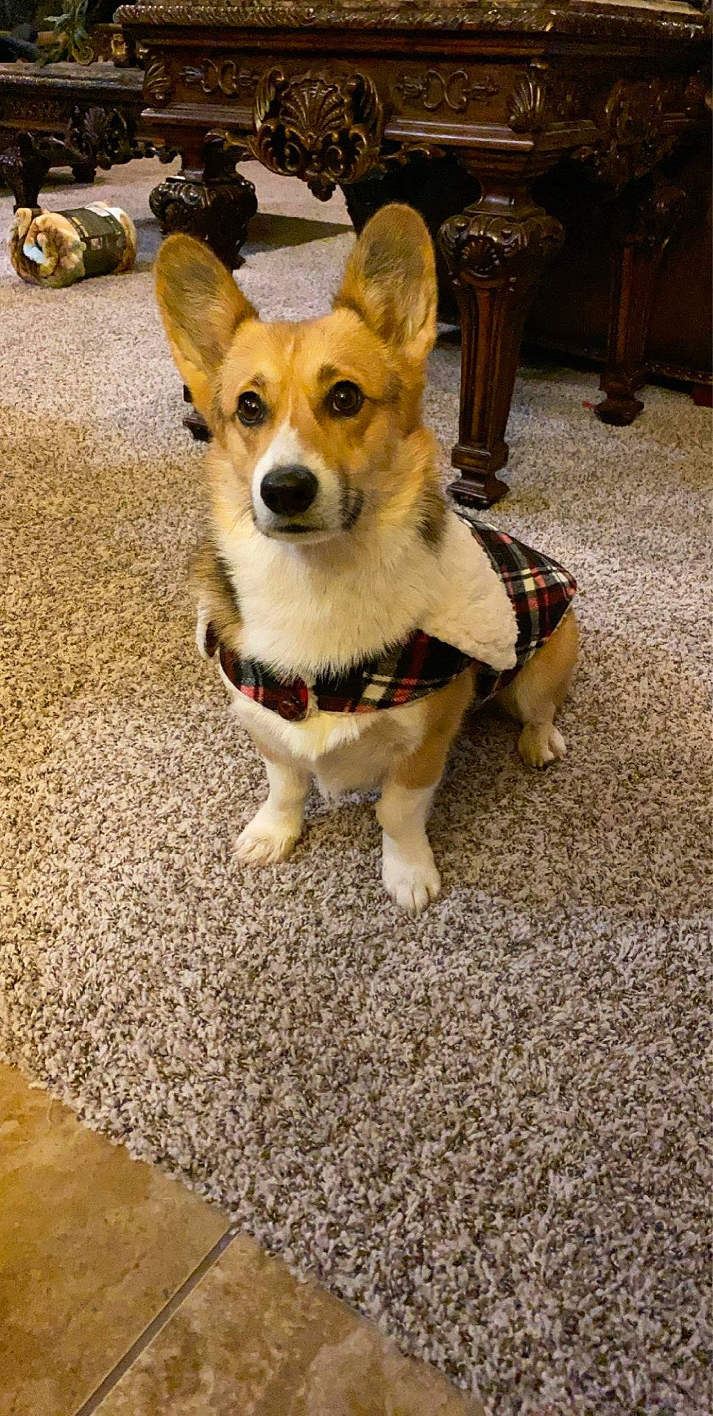 Turbo is registered to the contest to win money with this photo: ancient_dog_breeds, canidae, cardigan_welsh_corgi, carnivore, companion_dog, corgi_chihuahua, dog, dog_breed, fawn, herding_dog, mammal, pembroke_welsh_corgi, rare_breed_dog, snout, vertebrate, welsh_corgi