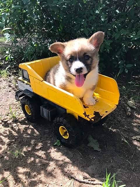 Turbo is registered to the contest to win money with this photo: canidae, cardigan_welsh_corgi, carnivore, chihuahua, dog, dog_breed, fawn, mammal, pembroke_welsh_corgi, puppy, sporting_group, toy_dog, vehicle