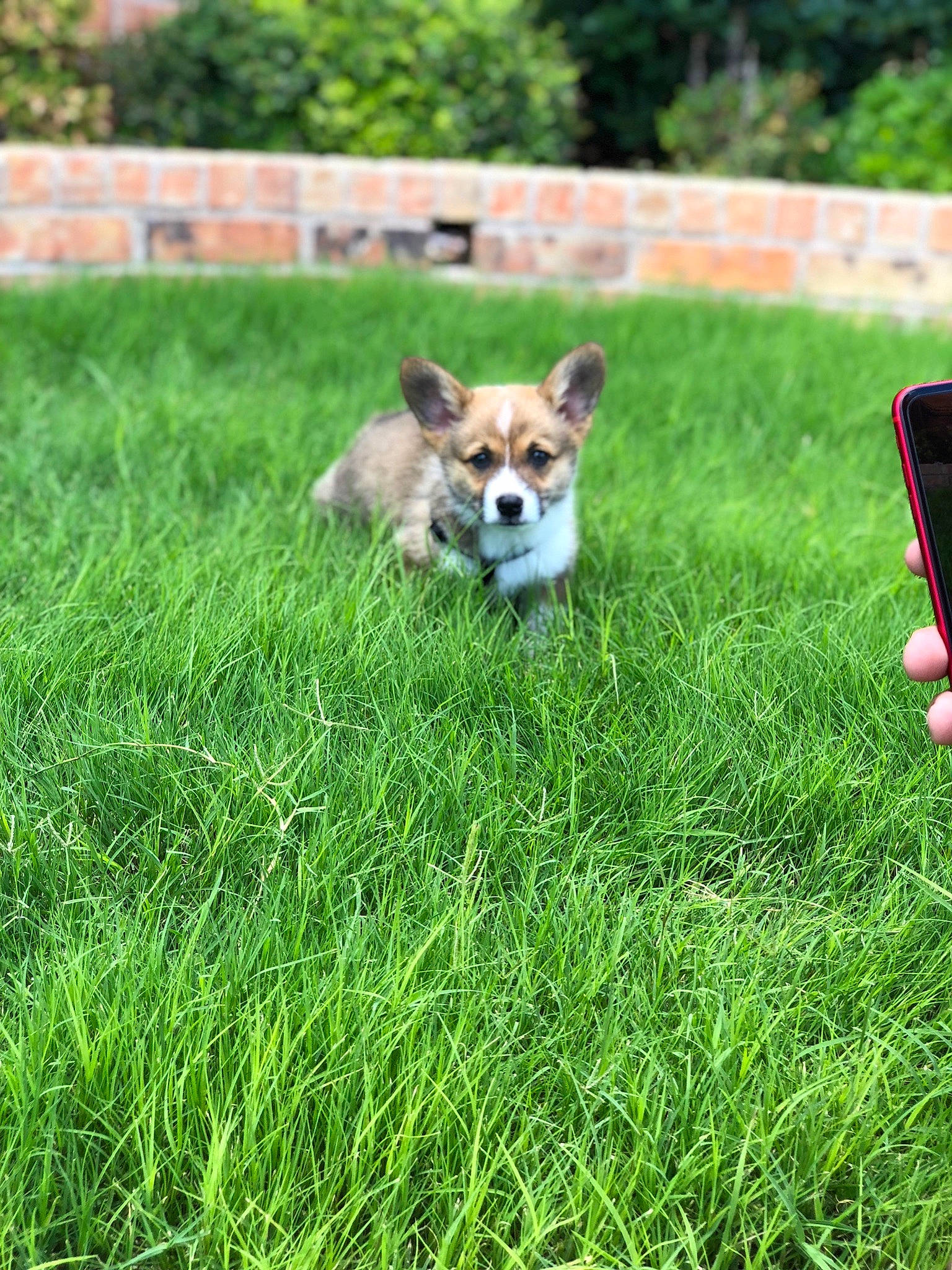 Turbo is registered to the contest to win money with this photo: canidae, carnivore, companion_dog, dog, dog_breed, fawn, grass, grass_family, grassland, green, lawn, mammal, meadow, pembroke_welsh_corgi, plant, puppy, shiba_inu, tail, vertebrate, welsh_corgi