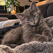 Elijah joined the competition — help win amazing prizes! animal, blanket, blue_eyes, candle, cat, close_up, couch, cozy, fluffy, gray_fur, home, houseplant, indoors, kitten, lying_down, pet, portrait, relaxed, sitting, window
