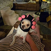 Doodles is registered to the contest to win money with this photo: dog, pet, living_room, person, lap, headwear, foam_rollers, couch, striped_clothing, furniture, indoor, relaxing, curious, small_dog, human_hand, carpet, fan, lamp, cozy, home