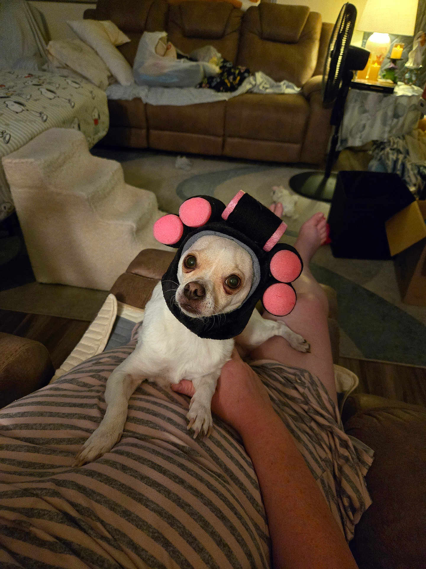 Doodles is registered to the contest to win money with this photo: dog, pet, living_room, person, lap, headwear, foam_rollers, couch, striped_clothing, furniture, indoor, relaxing, curious, small_dog, human_hand, carpet, fan, lamp, cozy, home
