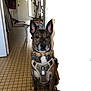 Nouki a rejoint le concours — aidez-le/la à gagner de superbes lots ! accessories, animal, bostonbull, boxer, bulldog, canine, dog, door, frenchbulldog, harness, husky, indoors, interiordesign, leash, pet, policedog, puppy, snout, strap, wood