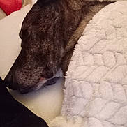 Nouki participe au concours pour gagner de l'argent avec cette photo : animal, blanket, canine, couch, cushion, dog, furniture, germanshepherd, homedecor, hound, husky, labradorretriever, linen, person, pet, puppy, quilt, sleeping, snout, towel