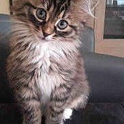 Zoe participe au concours pour gagner de l'argent avec cette photo : cat, kitten, tabby, fluffy, whiskers, blue_eyes, white_paws, paws, sitting, portrait, close_up, pet, indoor, furniture, couch, cabinet, domestic_cat, curious, adorable, fur