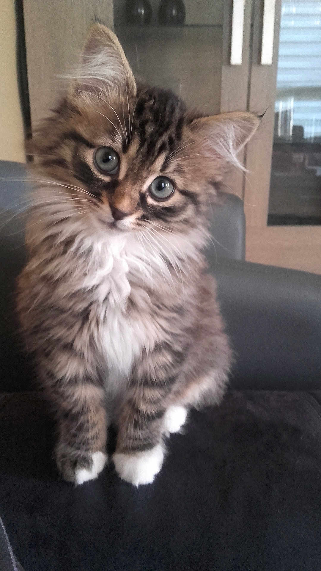 Zoe participe au concours pour gagner de l'argent avec cette photo : cat, kitten, tabby, fluffy, whiskers, blue_eyes, white_paws, paws, sitting, portrait, close_up, pet, indoor, furniture, couch, cabinet, domestic_cat, curious, adorable, fur