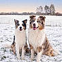 dog, dogs, australian_shepherd, blue_eyes, snow, snowy_field, winter, sitting, happy, smiling, fur, paws, outdoor, nature, sky, trees, grass, portrait, pair, pet