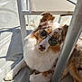 dog, australian_shepherd, sunglasses, fluffy, pet, outdoor, chair, shade, resting, portrait, brown_and_white, spotted, paw, nose, canine, metal_pole, plastic_chair, floor_cover, sunlight, cute