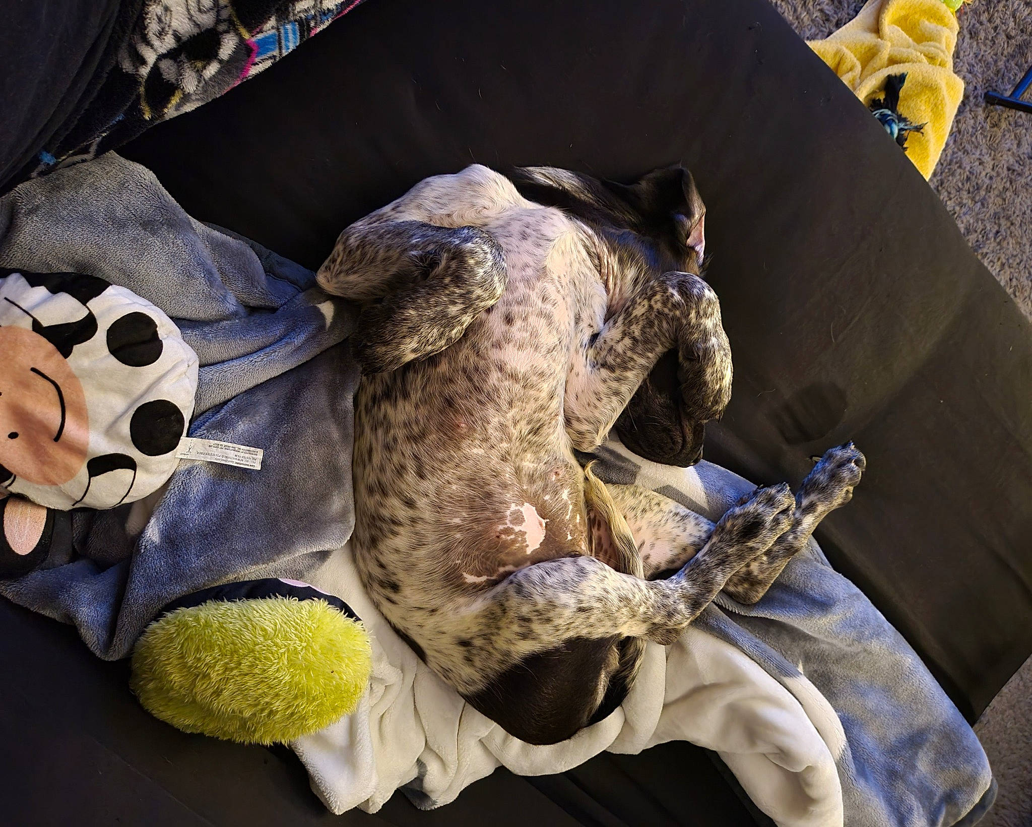 Loki joined the competition — help win amazing prizes! bag, bone, carmine, child, comfort, comfort_food, fur, hat, linens, personal_protective_equipment, plush, reptile, skull, stuffed_toy, teddy_bear, toy