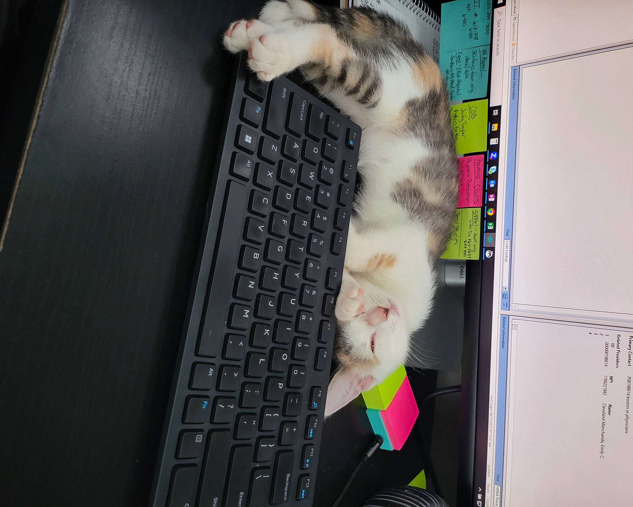 Penelope joined the competition — help win amazing prizes! carnivore, cat, computer, computer_hardware, computer_keyboard, felidae, gadget, gesture, input_device, laptop, netbook, office_equipment, output_device, peripheral, personal_computer, small_to_medium_sized_cats, snout, space_bar, tail, whiskers