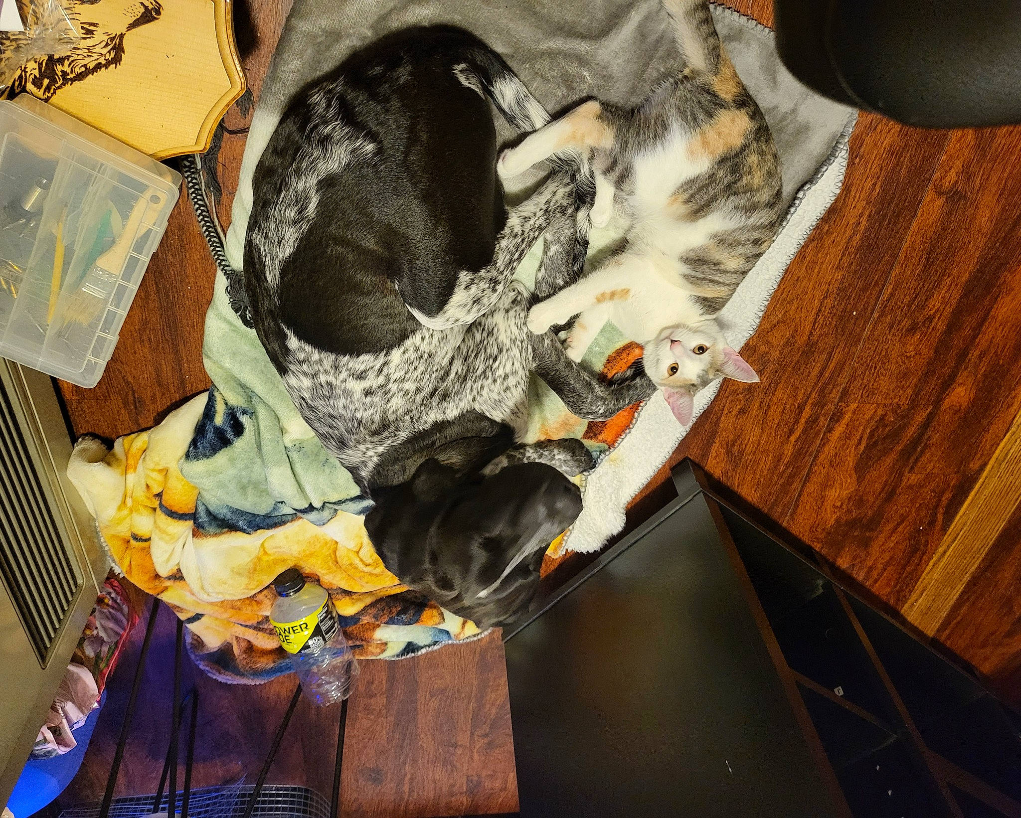 Penelope is registered to the contest to win money with this photo: cat, comfort, companion_dog, dog_breed, domestic_short_haired_cat, felidae, fur, plastic, room, small_to_medium_sized_cats, tail, tree, whiskers, wood