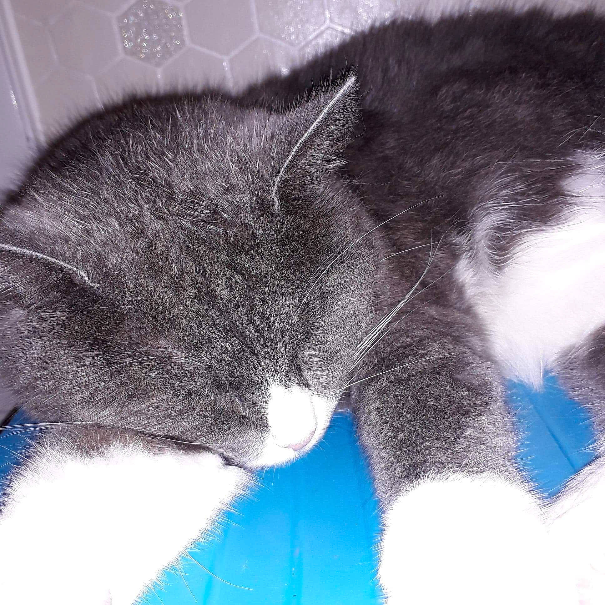 Poussycat participe au concours pour gagner de l'argent avec cette photo : carnivore, cat, chartreux, domestic_short_haired_cat, felidae, fur, kitten, nap, polydactyl_cat, small_to_medium_sized_cats, snout, tail, whiskers