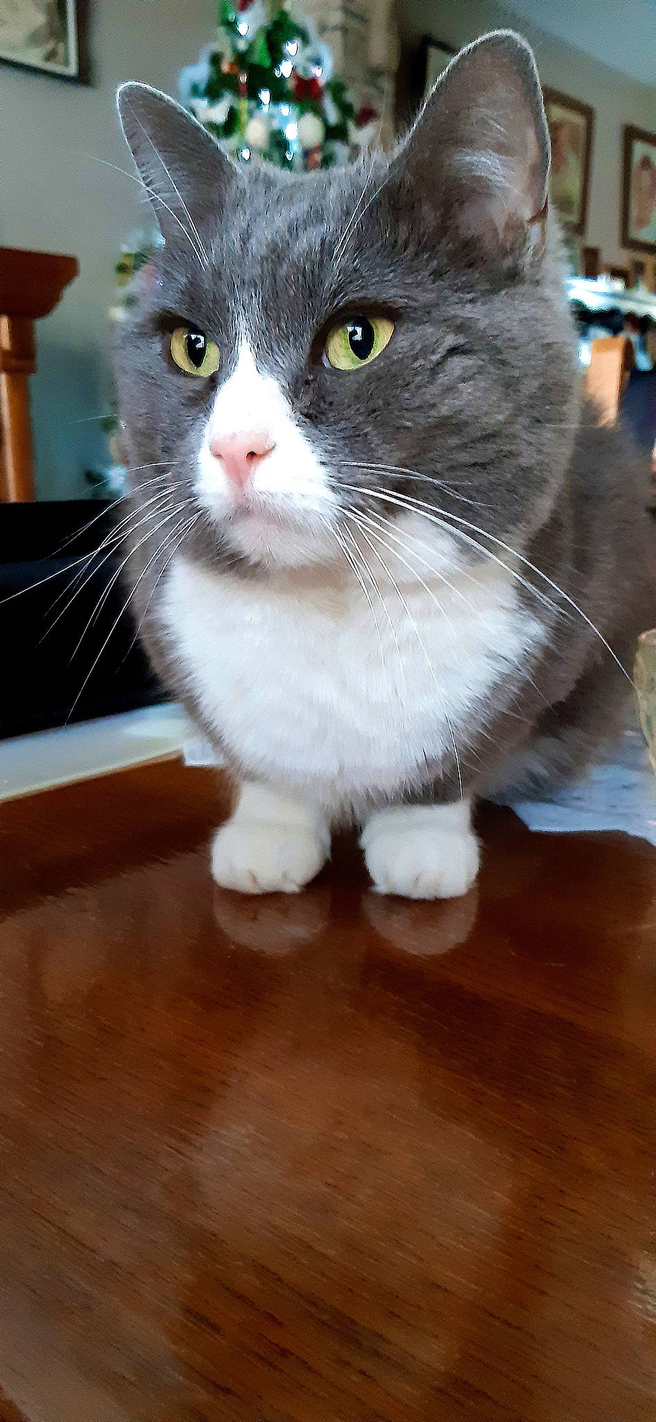 Poussycat a rejoint le concours — aidez-le/la à gagner de superbes lots ! carnivore, cat, domestic_short_haired_cat, felidae, floor, flooring, fur, grey, hardwood, laminate_flooring, mat, pet_supply, plywood, small_to_medium_sized_cats, snout, varnish, vertebrate, whiskers, wood_flooring, wood_stain