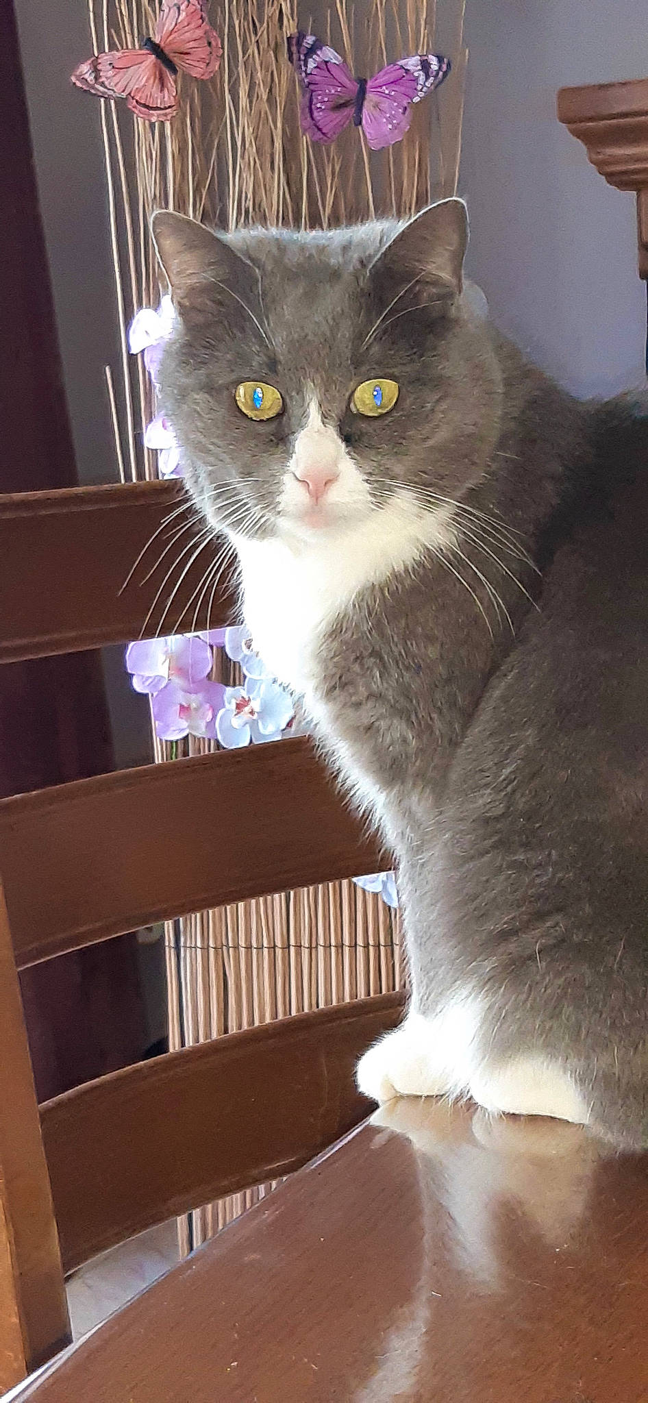 Poussycat a rejoint le concours — aidez-le/la à gagner de superbes lots ! box, cardboard, carnivore, cat, cat_supply, domestic_short_haired_cat, fawn, felidae, fur, grey, iris, packaging_and_labeling, paw, pet_supply, small_to_medium_sized_cats, snout, tail, whiskers, window, wood