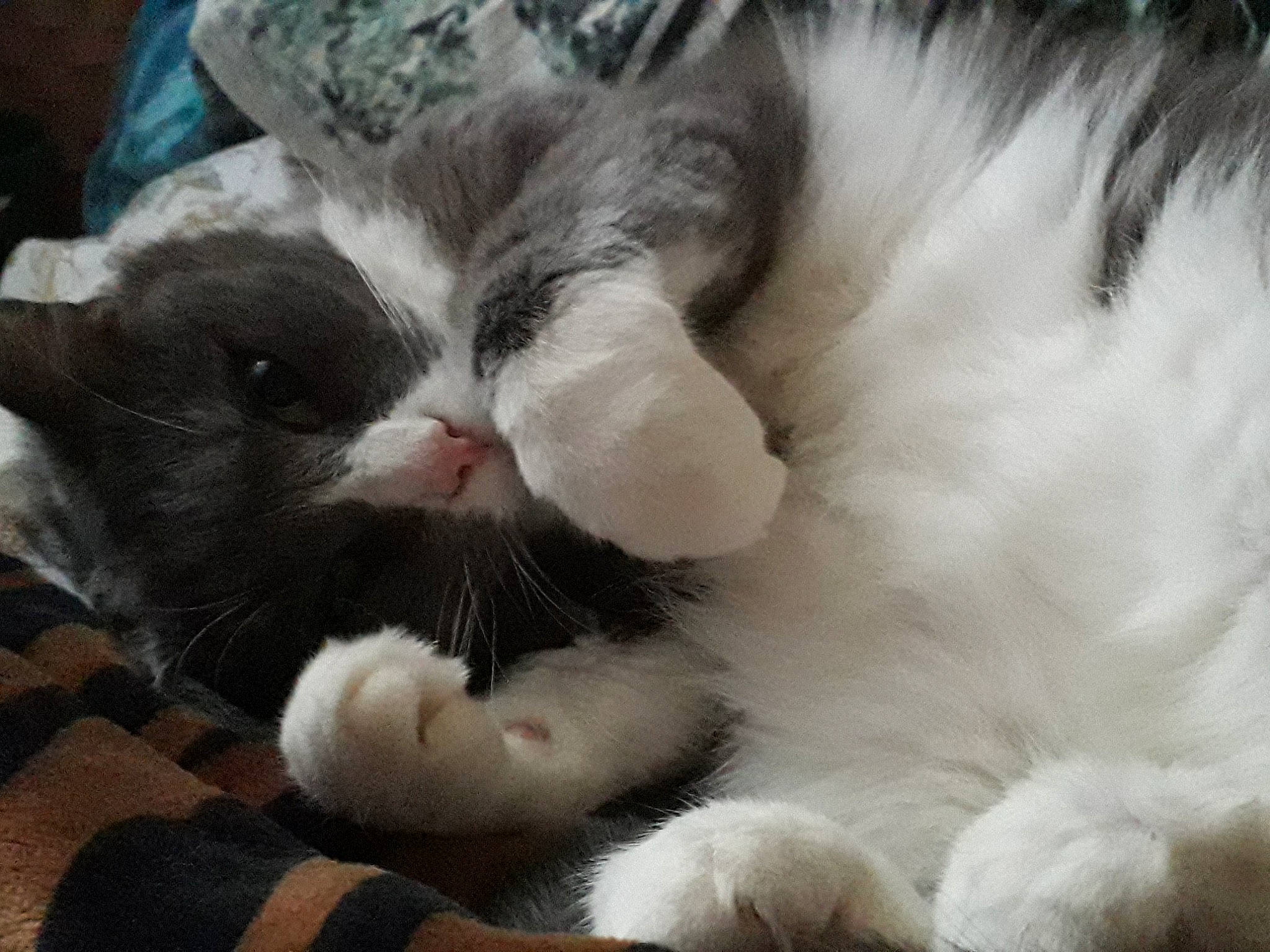 Poussycat a rejoint le concours — aidez-le/la à gagner de superbes lots ! black_and_white, british_semi_longhair, carnivore, cat, claw, domestic_long_haired_cat, felidae, fur, kitten, mammal, nap, norwegian_forest_cat, nose, paw, photo_caption, polydactyl_cat, ragamuffin, small_to_medium_sized_cats, snout, whiskers