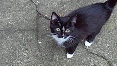 Felicie a rejoint le concours — aidez-le/la à gagner de superbes lots ! black_and_white, black_cat, carnivore, cat, cymric, domestic_long_haired_cat, domestic_short_haired_cat, european_shorthair, felidae, kitten, mammal, norwegian_forest_cat, ojos_azules, polydactyl_cat, small_to_medium_sized_cats, snout, tail, turkish_angora, vertebrate, whiskers