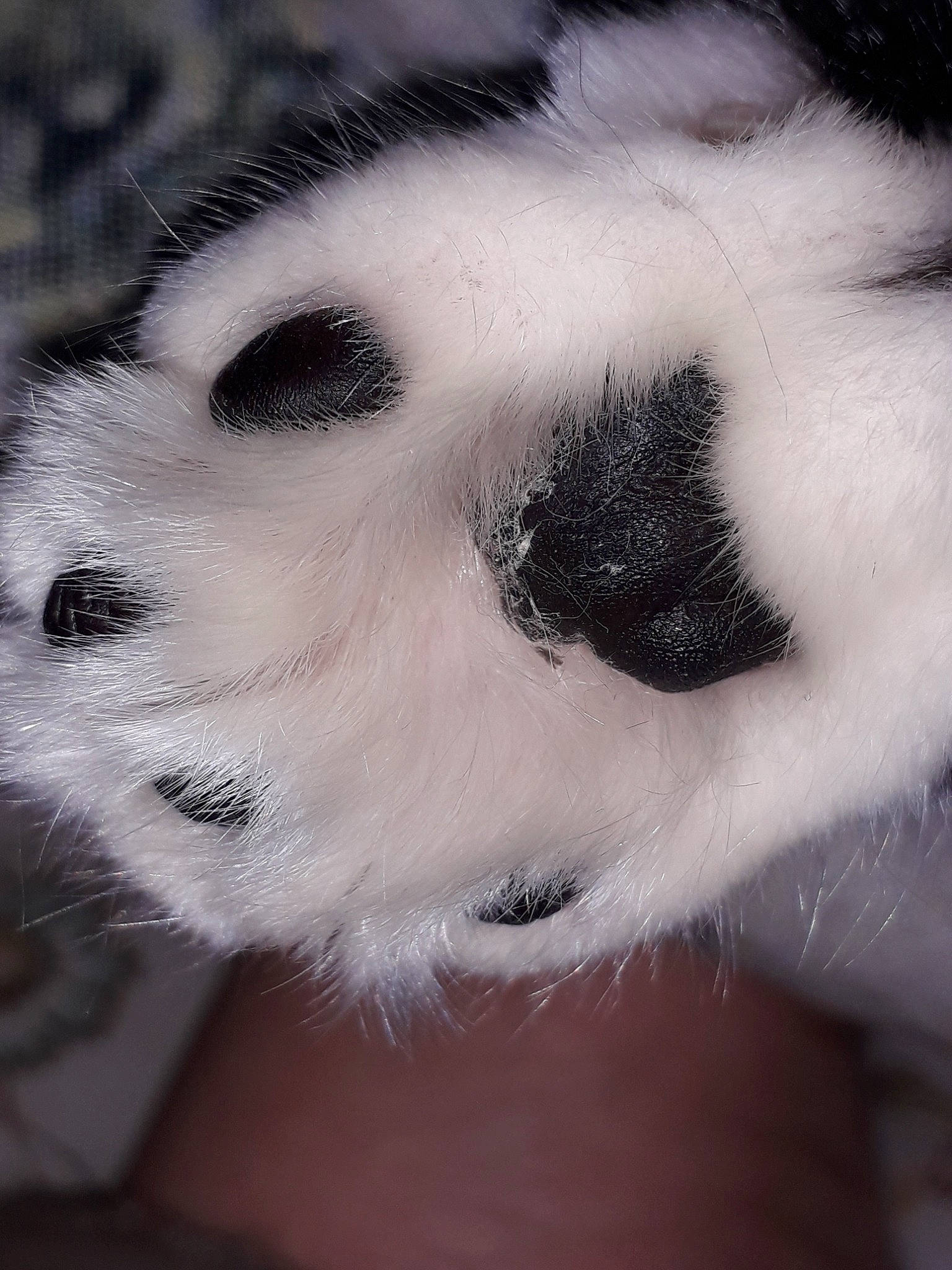 Felicie participe au concours pour gagner de l'argent avec cette photo : black_and_white, canidae, carnivore, close_up, dalmatian, fur, nose, paw, snout, whiskers