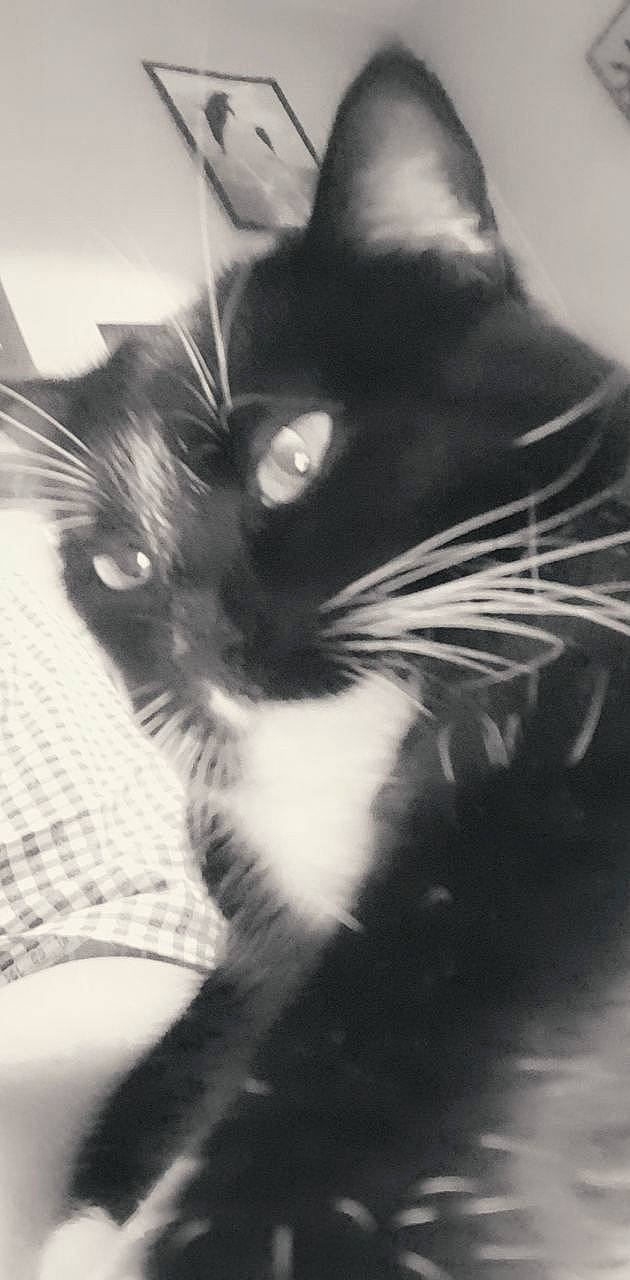 Felicie participe au concours pour gagner de l'argent avec cette photo : asian, black_and_white, black_cat, carnivore, cat, domestic_short_haired_cat, eye, felidae, fur, kitten, monochrome, norwegian_forest_cat, photography, polydactyl_cat, small_to_medium_sized_cats, snapshot, snout, style, whiskers