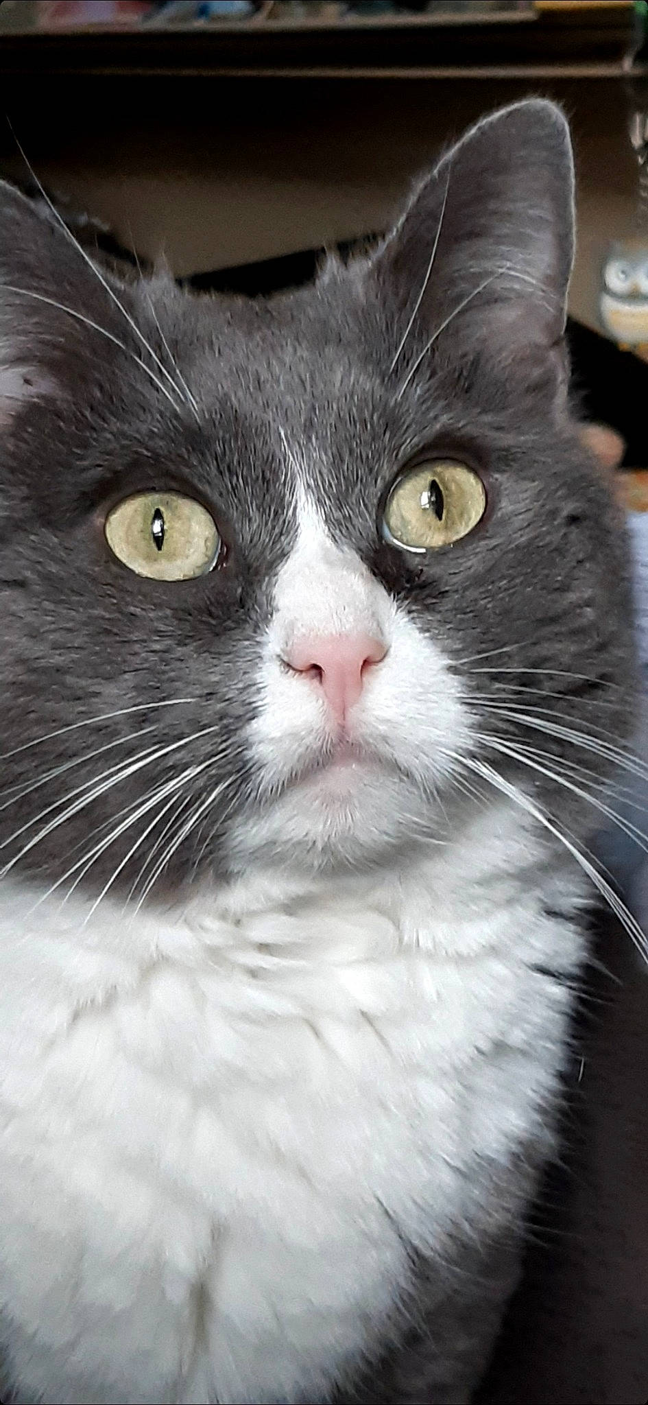 Poussycat participe au concours pour gagner de l'argent avec cette photo : carnivore, cat, domestic_short_haired_cat, eye, felidae, fur, hair, head, human_body, monochrome_photography, paw, small_to_medium_sized_cats, snout, tail, terrestrial_animal, whiskers