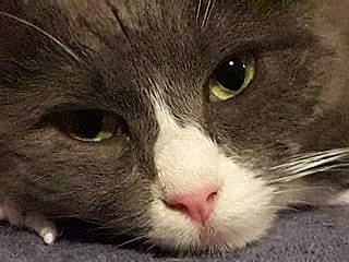 Poussycat participe au concours pour gagner de l'argent avec cette photo : black_cat, carnivore, cat, close_up, domestic_short_haired_cat, felidae, fur, small_to_medium_sized_cats, snout, terrestrial_animal, whiskers