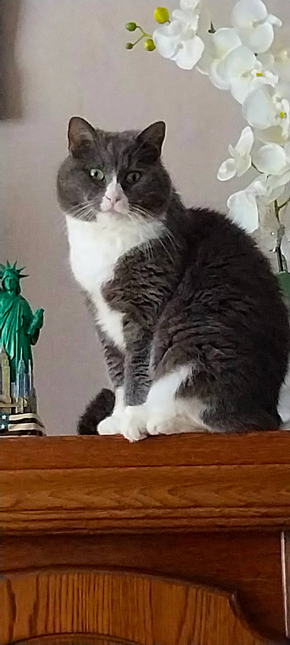 Poussycat participe au concours pour gagner de l'argent avec cette photo : carnivore, cat, cat_supply, domestic_short_haired_cat, felidae, flowerpot, fur, herb, houseplant, paw, plant, sitting, small_to_medium_sized_cats, snout, tail, whiskers, window, wood