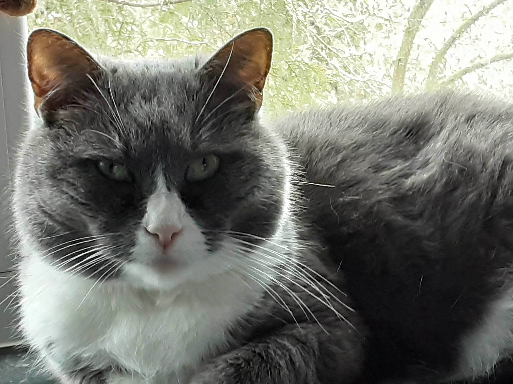 Poussycat participe au concours pour gagner de l'argent avec cette photo : carnivore, cat, domestic_short_haired_cat, eye, felidae, fur, grass, grey, head, monochrome, monochrome_photography, paw, sitting, small_to_medium_sized_cats, snout, terrestrial_animal, tree, whiskers, wildlife, window