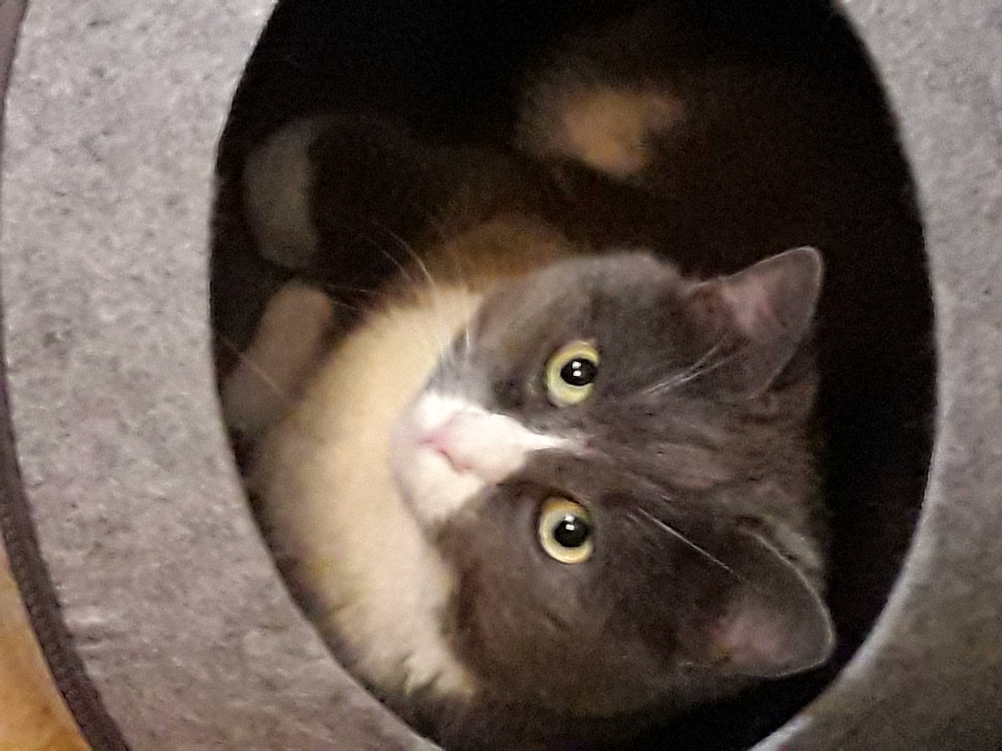 Poussycat a rejoint le concours — aidez-le/la à gagner de superbes lots ! box, carnivore, cat, cat_supply, circle, domestic_short_haired_cat, felidae, fur, grey, small_to_medium_sized_cats, snout, terrestrial_animal, whiskers, window