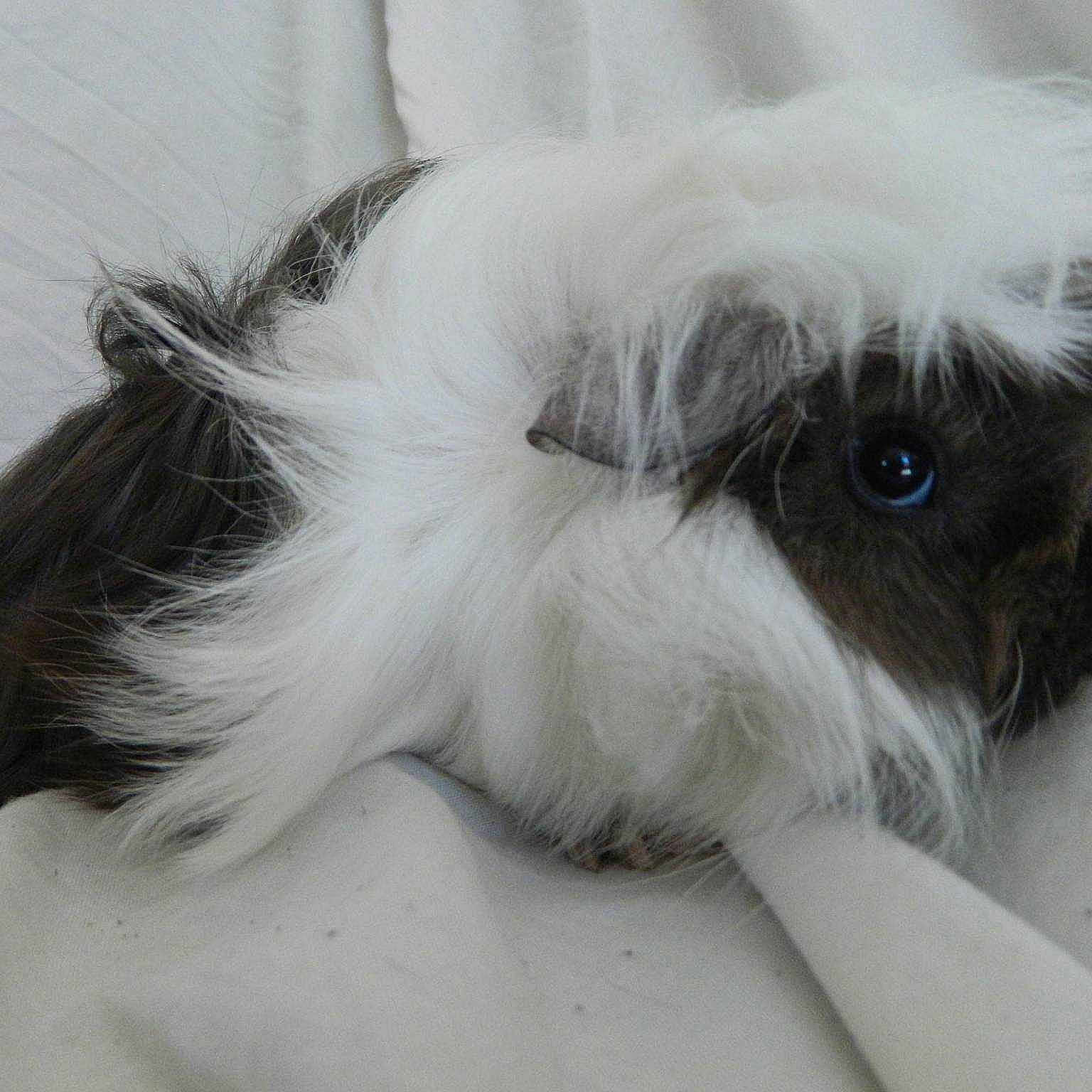 Dumbo is registered to the contest to win money with this photo: