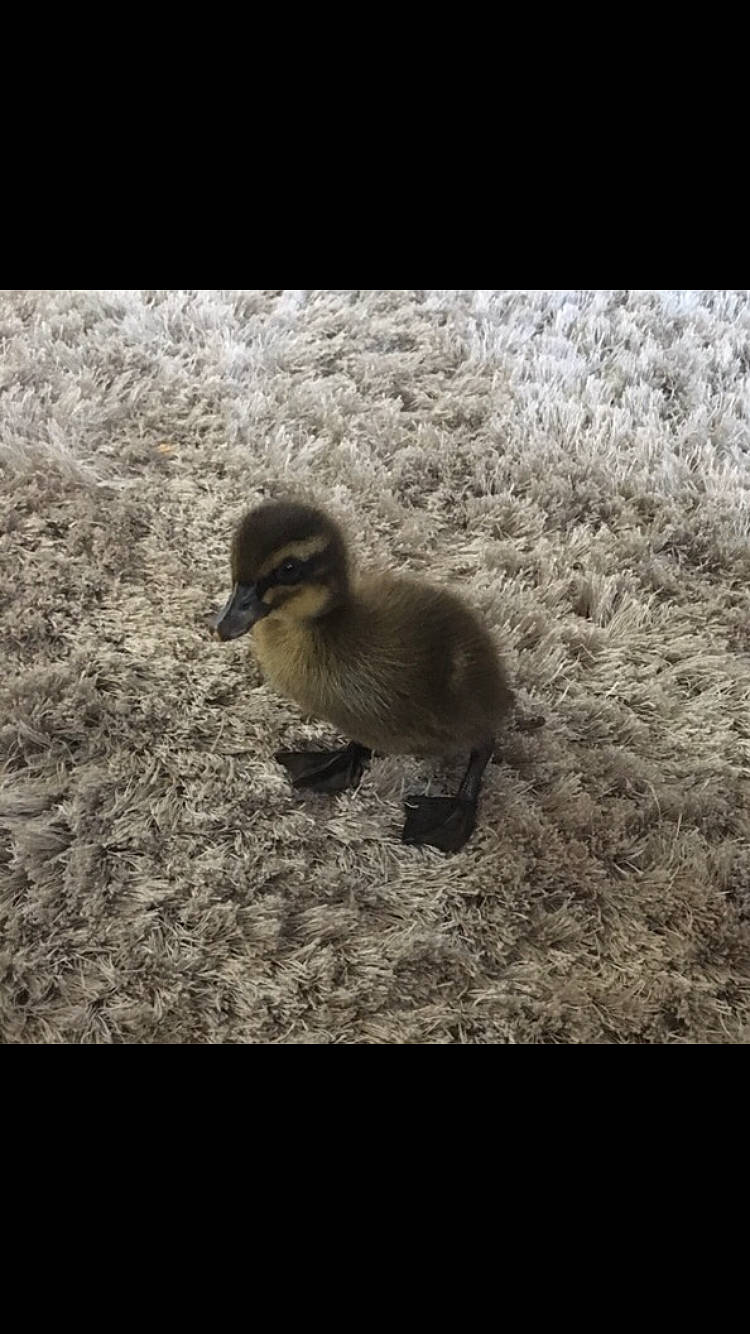 Donald is registered to the contest to win money with this photo: _geese_and_swans, adaptation, beak, bird, duck, ducks, flightless_bird, livestock, organism, vertebrate, water_bird, waterfowl, wildlife