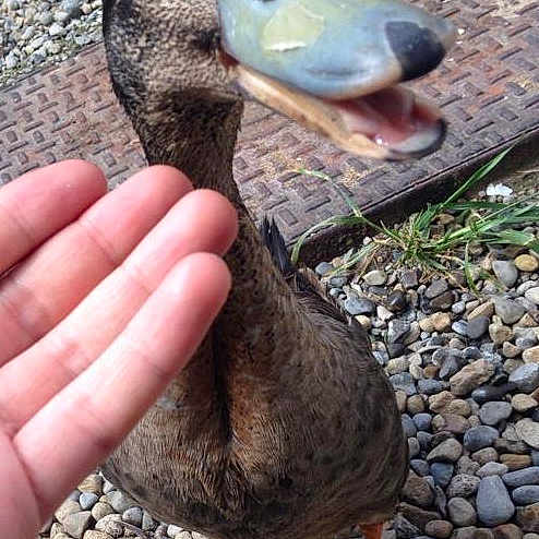 Donald is registered to the contest to win money with this photo: _geese_and_swans, adaptation, american_black_duck, beak, bird, dodo, duck, ducks, goose, hunting_decoy, livestock, mallard, pigeons_and_doves, seaduck, water_bird, waterfowl