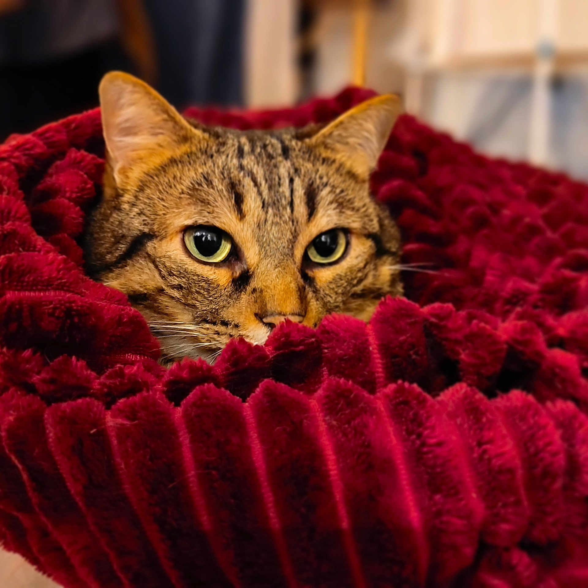 Django participe au concours pour gagner de l'argent avec cette photo : abyssinian, animal, blanket, cat, couch, cushion, egyptiancat, furniture, homedecor, kitten, manx, pet, quilt, towel, velvet