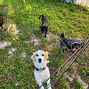 Lulu joined the competition — help win amazing prizes! dog, grass, fence, outdoor, animal, pet, canine, nature, playful, curious, white_dog, black_dog, spotted_dog, metal_fence, daylight, yard, ground, four_dogs, greenery, sunlight