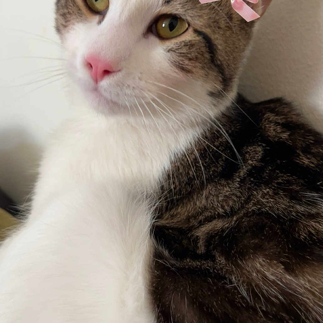 Branchafred joined the competition — help win amazing prizes! animal, cat, close_up, cute, domestic_cat, ears, feline, fur, indoor, looking_away, mammal, pet, pink_bow, pink_nose, portrait, relaxed, soft, tabby, whiskers, white_fur