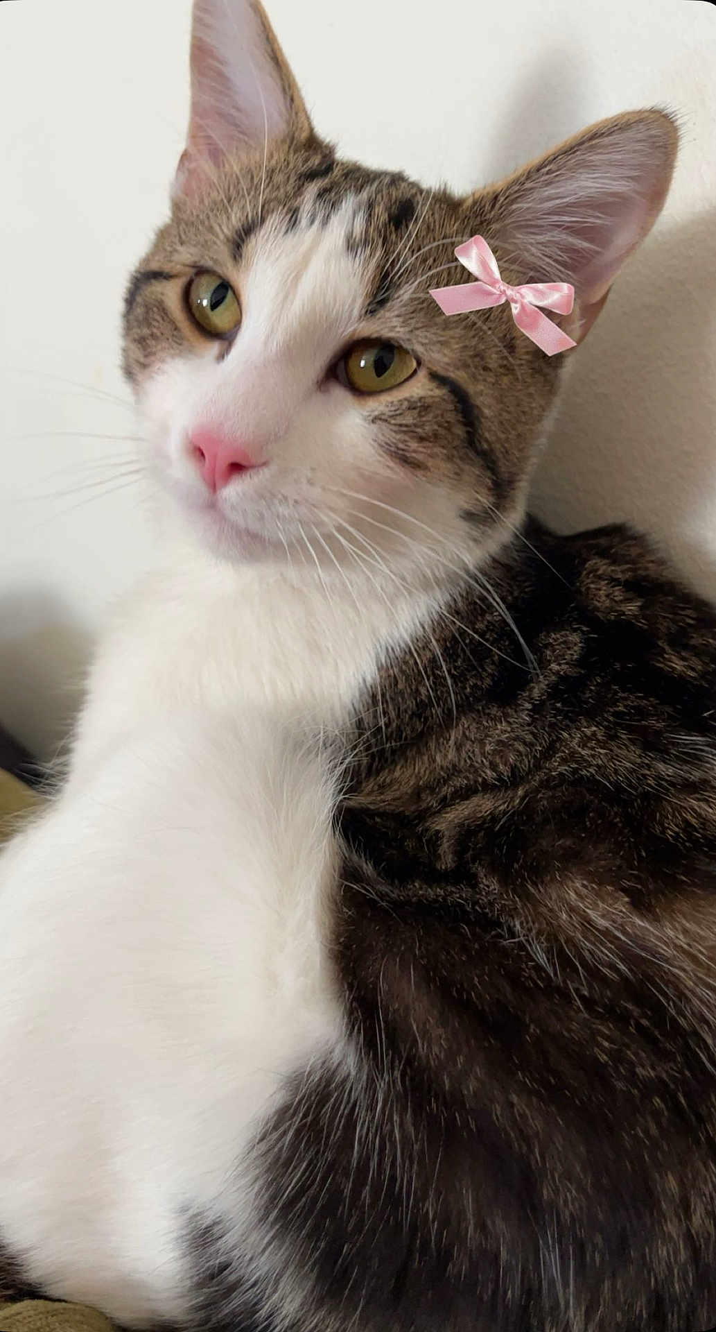 Branchafred joined the competition — help win amazing prizes! cat, tabby, white_fur, pink_nose, pink_bow, pet, close_up, whiskers, ears, feline, animal, domestic_cat, fur, portrait, indoor, cute, relaxed, looking_away, mammal, soft