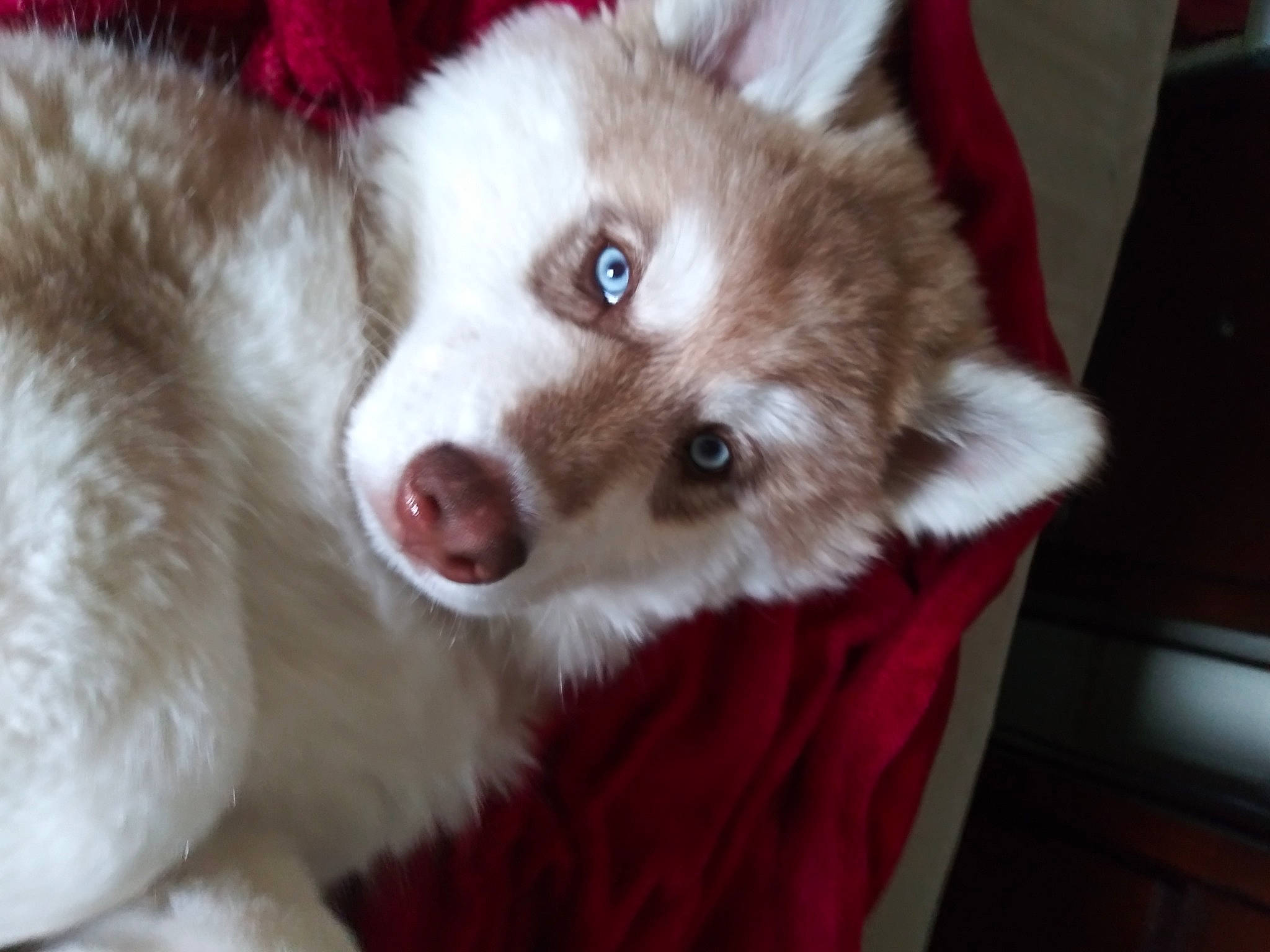 Loki