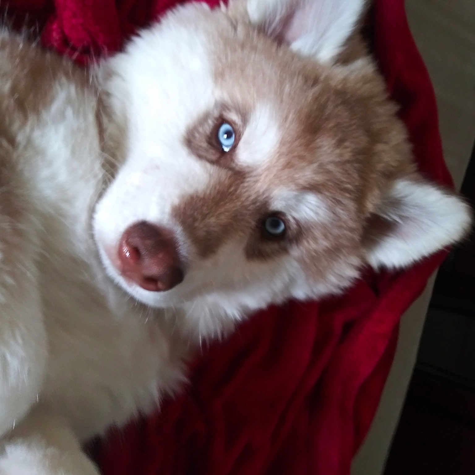 Loki