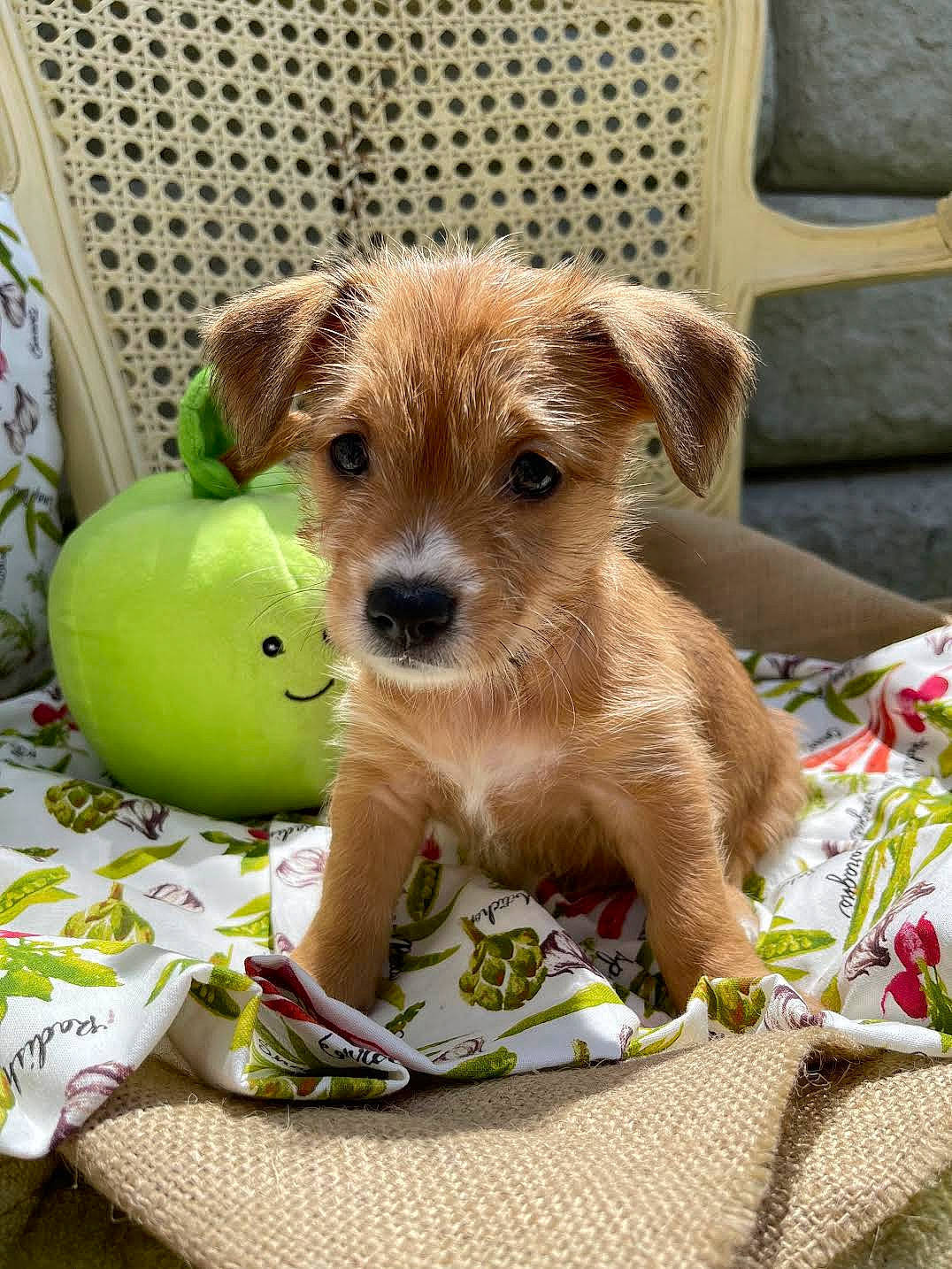 Sweet Pea is registered to the contest to win money with this photo: canidae, carnivore, companion_dog, dog, dog_breed, dog_clothes, dog_supply, dog_toy, fawn, granny_smith, malus, pet_supply, snout, stuffed_toy, terrestrial_animal, terrier, toy, toy_dog, whiskers, working_animal