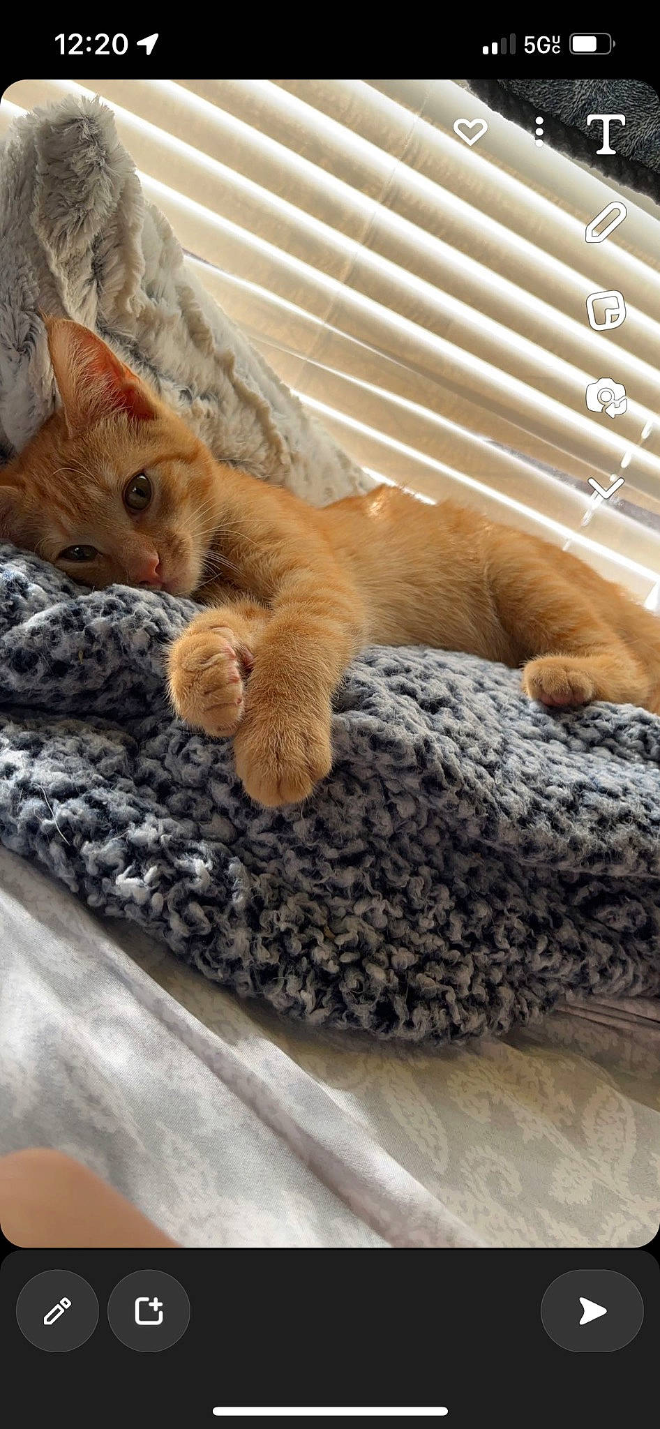 George joined the competition — help win amazing prizes! bed, bed_sheet, bedding, carnivore, cat, claw, comfort, domestic_short_haired_cat, fawn, felidae, fur, linens, nap, paw, small_to_medium_sized_cats, snout, tail, terrestrial_animal, whiskers, wood